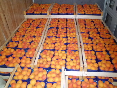 Albicoccehe Fresche LunaFull