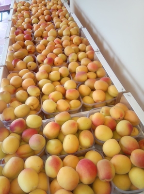 Albicoccehe Fresche Portici