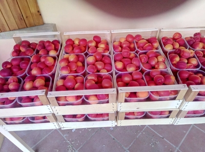 Albicoccehe Fresche Pricia